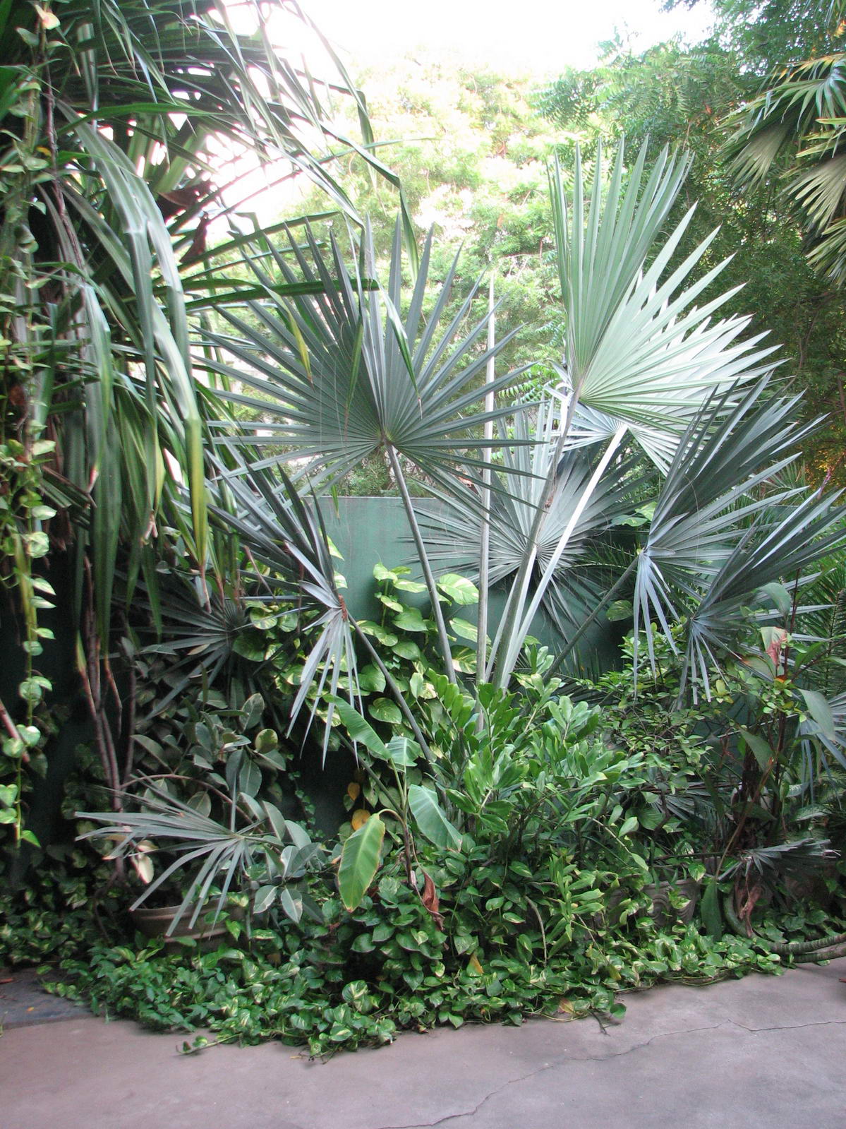 DISCUSSING PALM TREES WORLDWIDE visual data 8